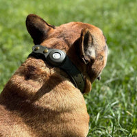 Bulldog francese con collare in pelle Argo verde army