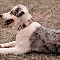 Cane che indossa il collare in tessuto rex-beige