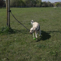 cane che gioca al parco con power flex