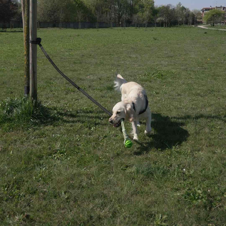 cane che gioca al parco con power flex