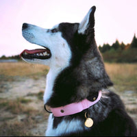 Cane di grossa taglia con collare in nylon Rex di colore rosa