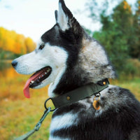 Cane di grossa taglia che indossa il collare in tessuto nylon Rex colore verde army