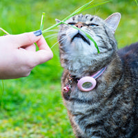 Collare anti-strozzamento per gatti Pawvella Felix Track con fibbia di sicurezza