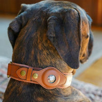 Boxer con collare marrone in pelle con AirTag, vista da dietro