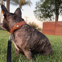 Collare marrone in pelle con AirTag su bulldog francese visto da dietro