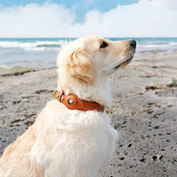 Golden Retriever con collare marrone in pelle con AirTag sulla spiaggia