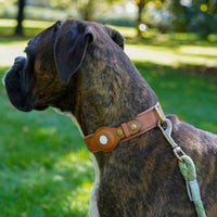 Boxer indossa collare ARGO marrone con guinzaglio