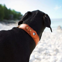 Cane indossa collare marrone ARGO sulla spiaggia