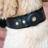 Cane indossa collare nero ARGO visto di lato