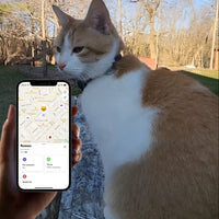 Collare con localizzatore GPS per gatti Pawvella Felix Track, tracciamento in tempo reale