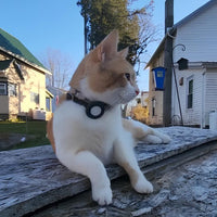Collare resistente per gatti Pawvella Felix Track, materiali durevoli e di qualità