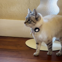 Collare di sicurezza per gatti Pawvella Felix Track, protezione contro lo smarrimento