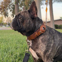 Bulldog francese con collare marrone in pelle con AirTag