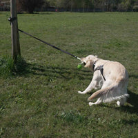 Cane con power flex fissata ad un albero
