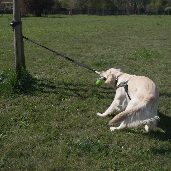 Cane con power flex fissata ad un albero