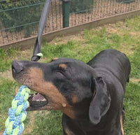 Dobermann che gioca con il gioco Power Flex, ideale per cani energici e amanti del tiro alla fune