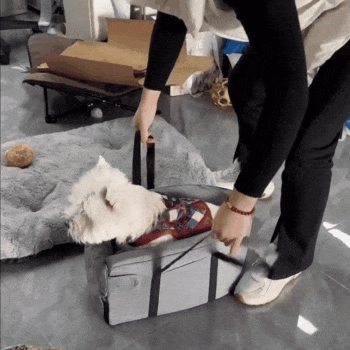 Cane comodo nel trasportino Paw-Go per animali domestici piccoli, cani e gatti