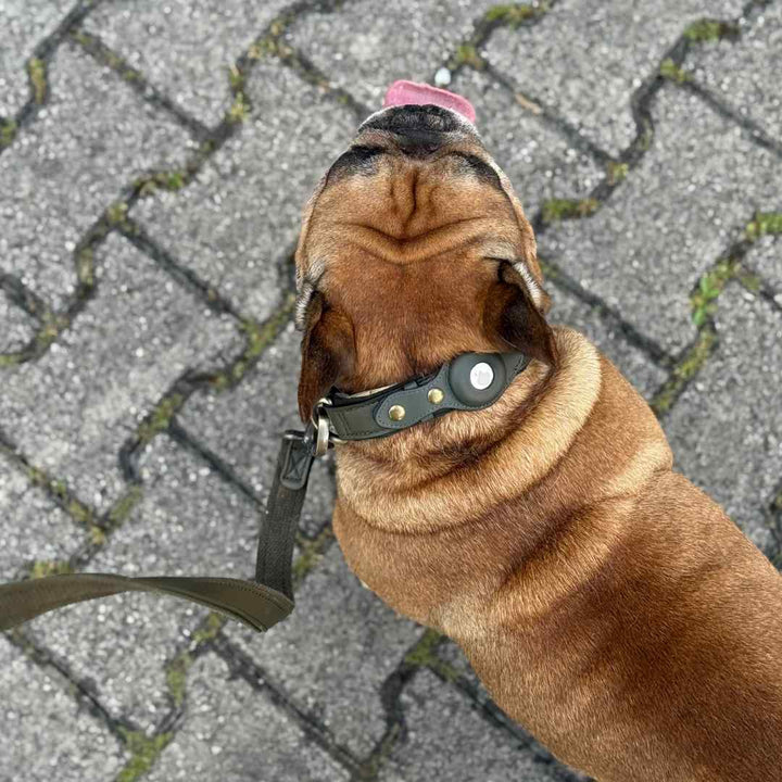Bulldog francese con set collare e guinzaglio in pelle Argo verde army