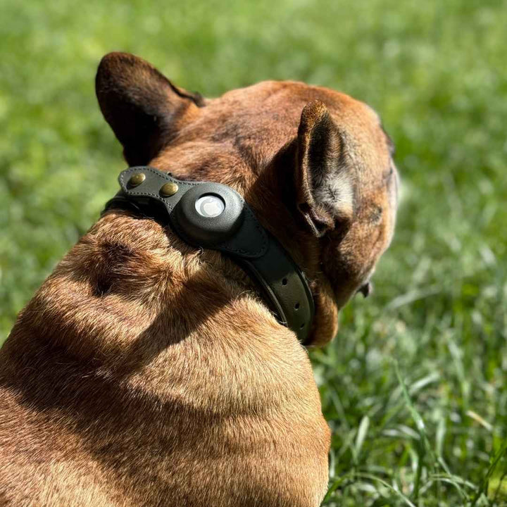 Bulldog francese con collare in pelle Argo verde army