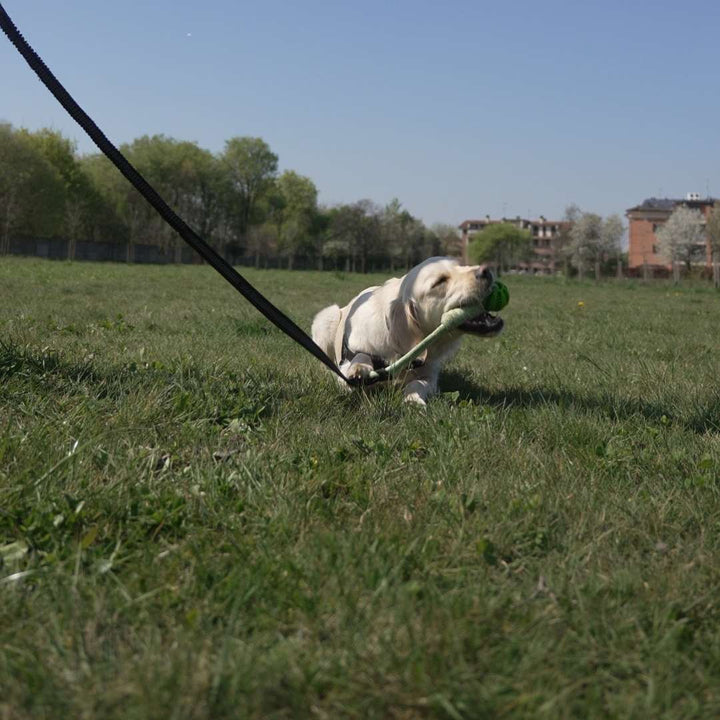 cane gioca sdraiato con power flex