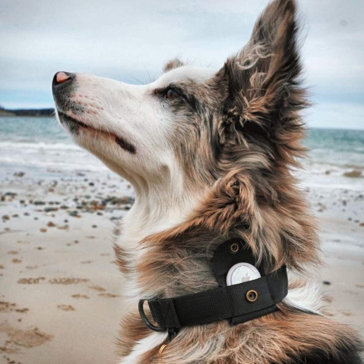 Cane di taglia media che indossa il collare in nylon Rex
