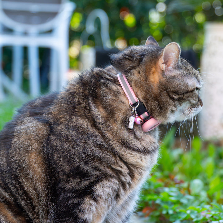 Collare anti-smarrimento per gatti Pawvella Felix Track con tracciamento GPS