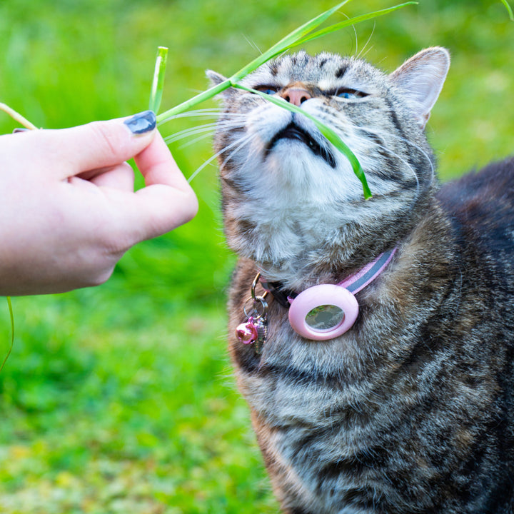 Collare anti-strozzamento per gatti Pawvella Felix Track con fibbia di sicurezza