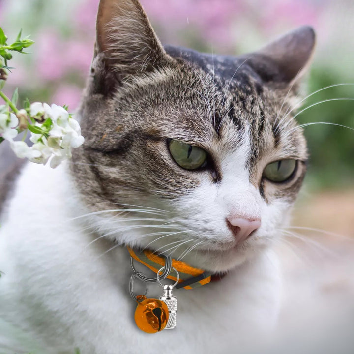 Collare per gatti Pawvella Felix Track con campanellino e medaglietta identificativa