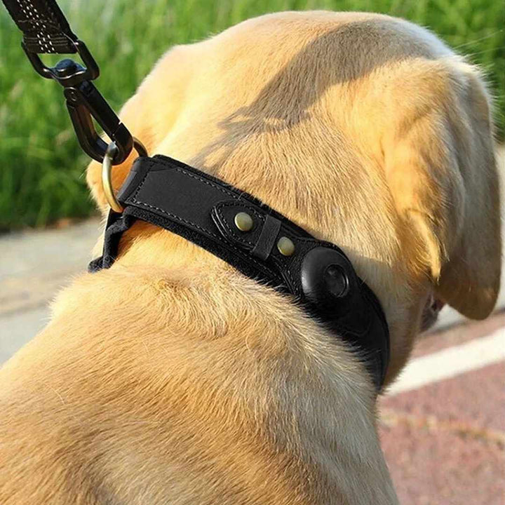 Collare nero ARGO durante passeggiata all’aperto