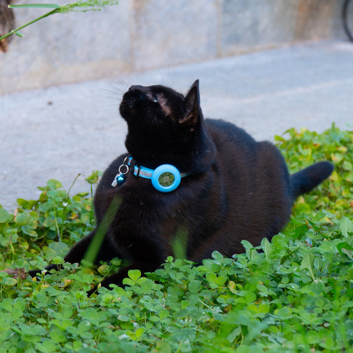 Collare comodo e leggero per gatti Pawvella Felix Track, design ergonomico