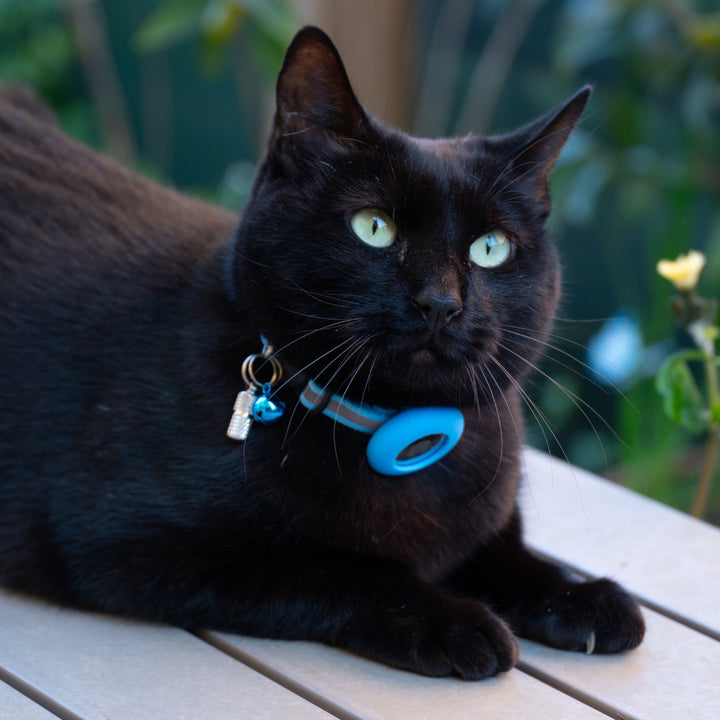 Collare per gatti Pawvella Felix Track in materiali ecologici e sostenibili