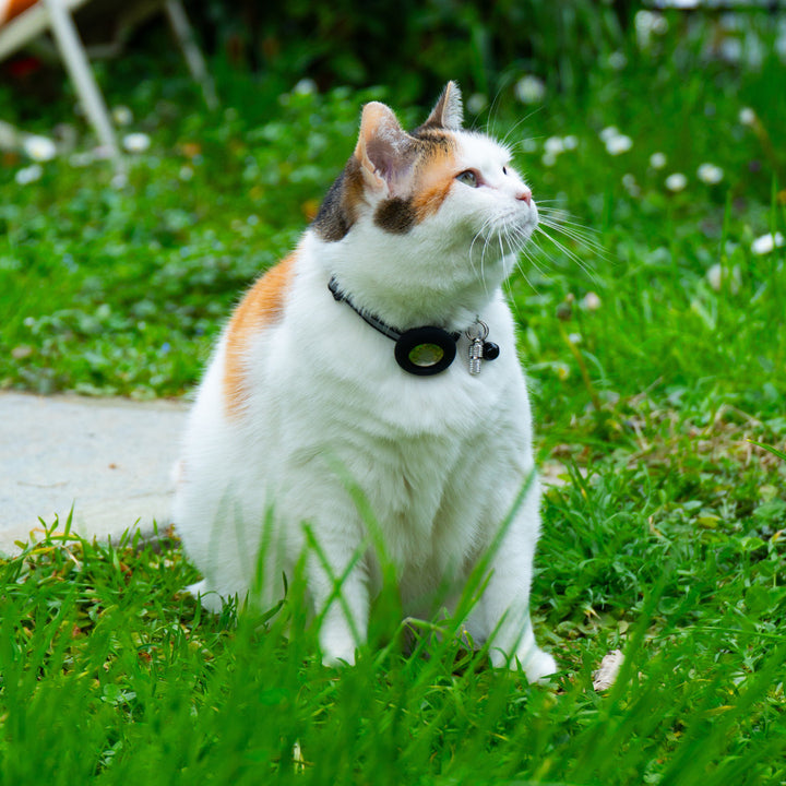 Collare GPS per gatti Pawvella Felix Track con localizzatore integrato