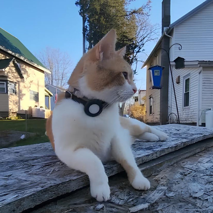 Collare resistente per gatti Pawvella Felix Track, materiali durevoli e di qualità