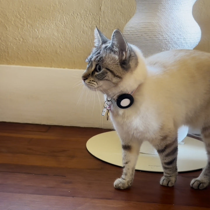 Collare di sicurezza per gatti Pawvella Felix Track, protezione contro lo smarrimento