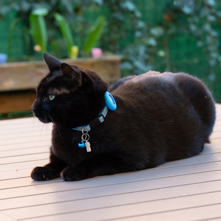 Collare ultraleggero per gatti Pawvella Felix Track, massimo comfort