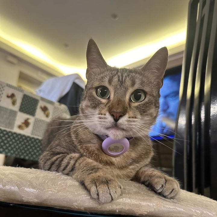 Collare per uso quotidiano per gatti Pawvella Felix Track, resistente e pratico