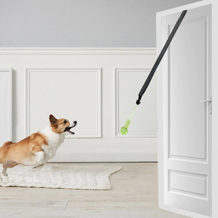 Cane felice corre verso il gioco Power Flex fissato alla porta per un allenamento domestico divertente