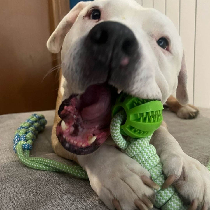 cane morde la palla con corda power flex