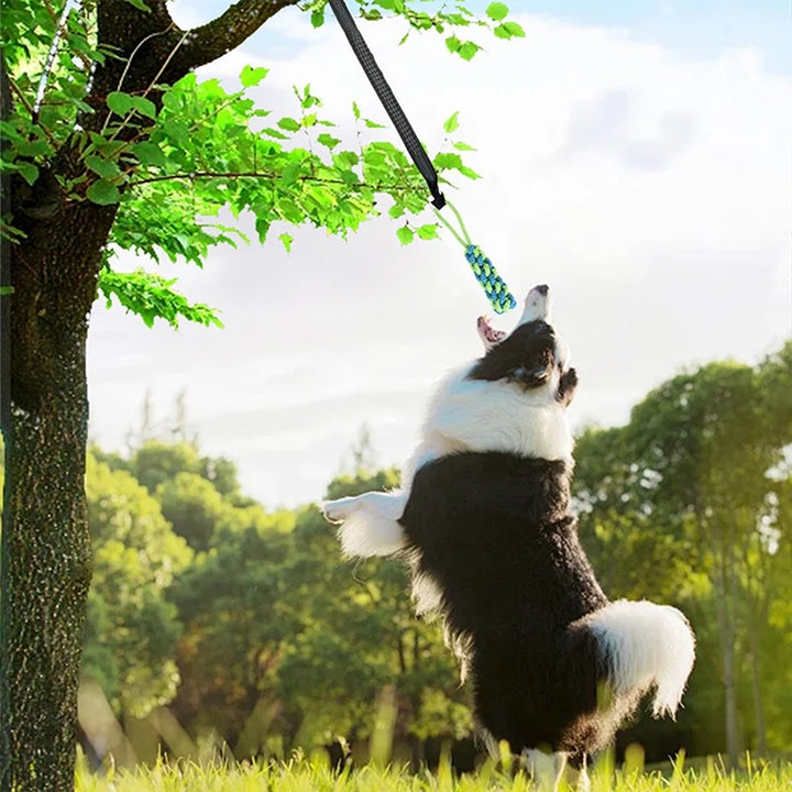 Border Collie salta per afferrare il gioco elastico POWER FLEX appeso a un albero