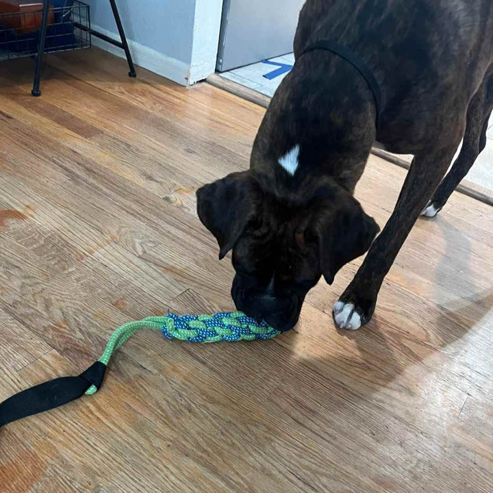 Boxer curioso che esplora il gioco in corda POWER FLEX, ideale per stimolare olfatto e masticazione