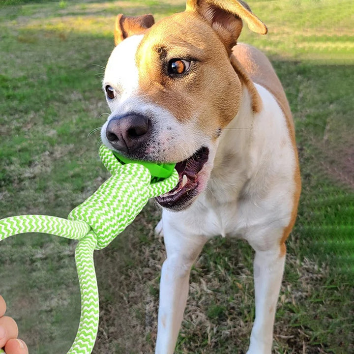 Cane che gioca mordendo la palla in corda del gioco Power Flex, perfetto per stimolare la masticazione sicura