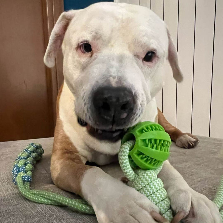 Cane Pitbull mentre morde la palla masticabile POWER FLEX, perfetta per ridurre lo stress e l’ansia