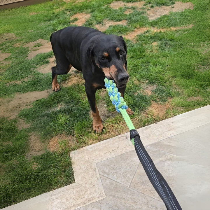 Dobermann che si diverte tirando la corda elastica del gioco Power Flex all'aperto, attività fisica e mentale