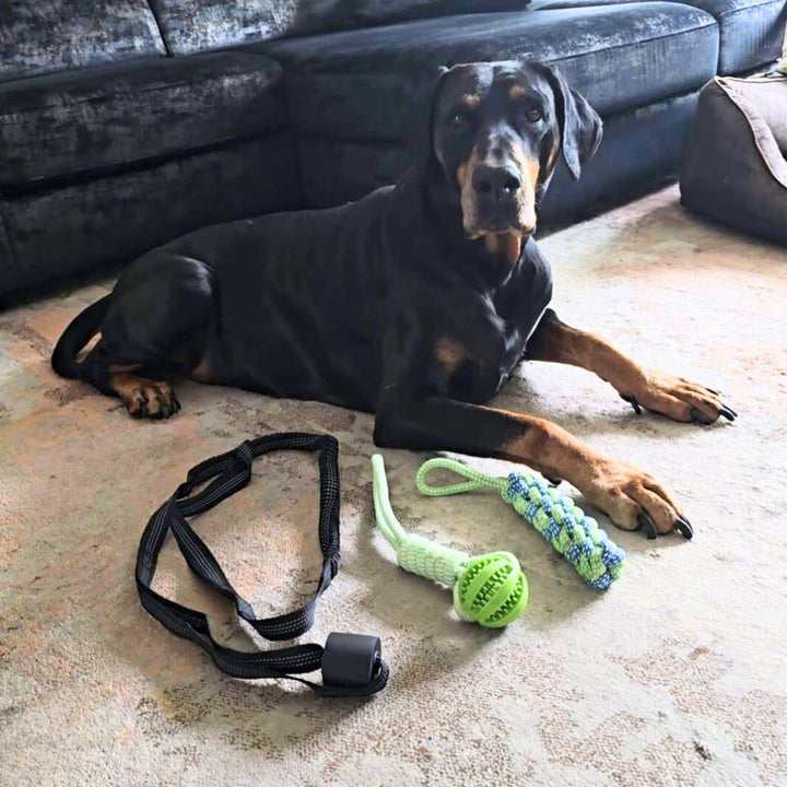 Dobermann a riposo accanto al set completo POWER FLEX: corda elastica, corda intrecciata e palla masticabile