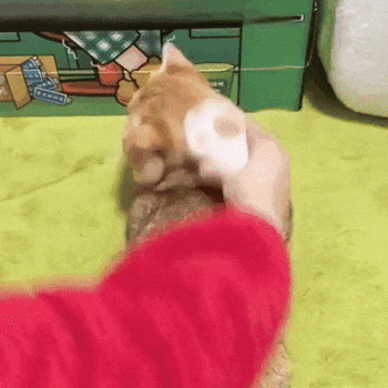 Spazzola Pawvella Paw raccoglie il pelo con un solo gesto