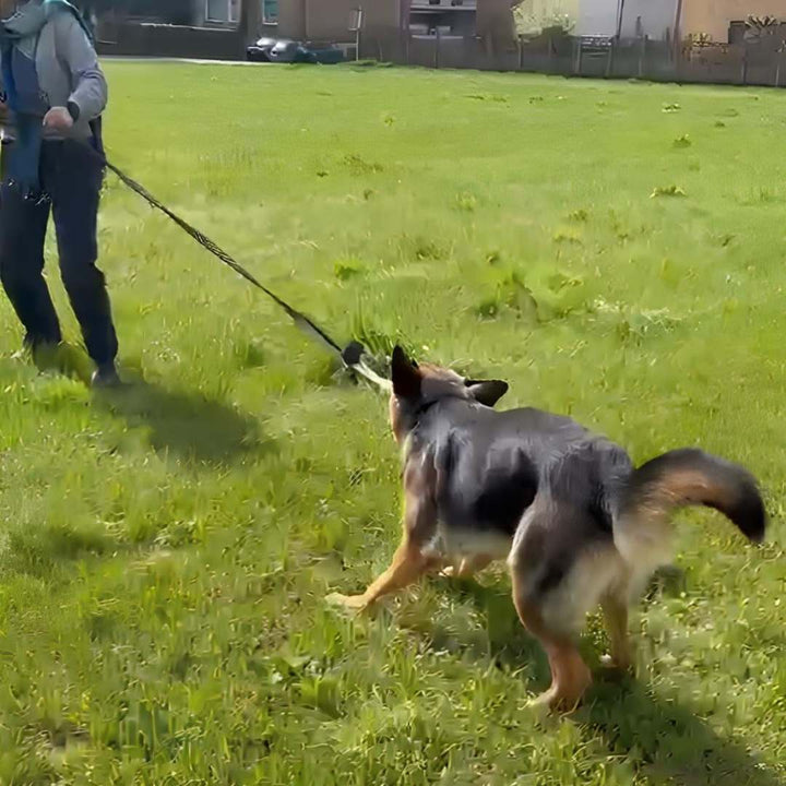 Cane gioca con proprietario al tiro alla fune con Power Flex