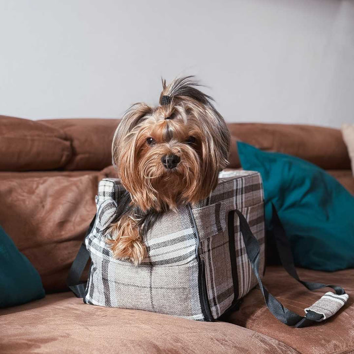 Cane comodo all'interno del trasportino auto PAW-GO, perfetto per viaggiare in sicurezza